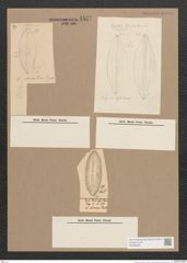 Navicula sp. (de-Toni-Nr.: Genus 1) Zeichnungen Sammlung Grunow Nr. 1537 (NHMW-BOT-W0368235)
